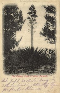 bermuda, The Century Plant in Bloom (1910s) Postcard