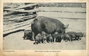 HOG WITH LOTS OF PIGLETS HOW WOULD YOU LIKE TO BOARD HERE? PHOTO POSTCARD c1910s