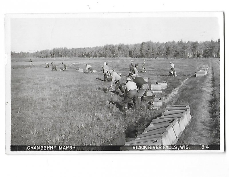 RPPC Men Picking Cranberry Marsh Bog Black River Falls Wisconsin