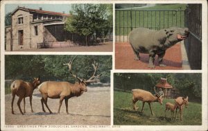 Cincinnati Ohio OH Zoological Farm 14880 Detroit Publishing c1910 Postcard