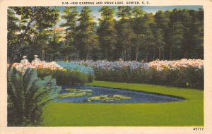 Iris Gardens Swan Lake Sumter, South Carolina  