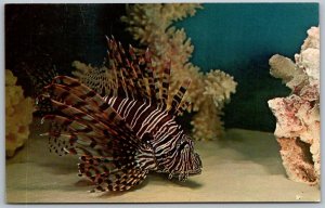 Niagara Falls New York 1960s Postcard Aquarium Turkey or Lion Fish