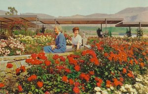 Pageant of Roses Garden - Rose Hills Memorial Park - Whittier CA, California