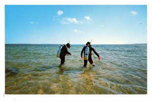 MA - Cape Cod. Skin Divers