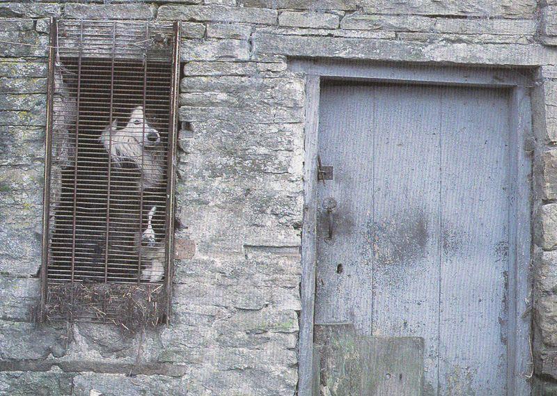 Farmers Dog Ready For Work on the Yorkshire Dales Postcard