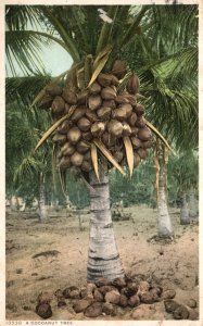 Vintage Postcard 1920's A Coconut Tree Bearing Fruits Detroit Publishing