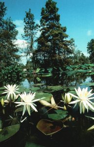 Postcard Mississippi Forested Wetlands Bounty Magnificent Wildlife Vegetation MI