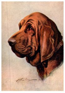 Dog , Bloodhound ,    artist signed