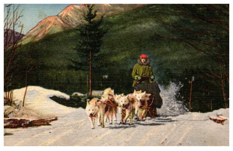 New Hampshire  Team of Ed Clark's  eskimo sled dogs