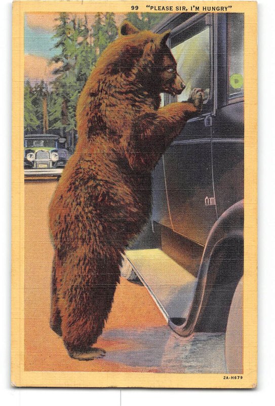 Bear Begging For Food From Automobile Postcard 1946 Please Sir I'm Hungry