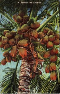 FL-Florida, A Coconut Tree In Florida, Linen Postcard 