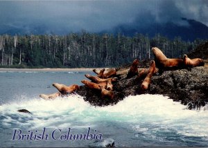 Canada Vancouver Sea Lions Along The Shoreline