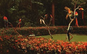 Vintage Postcard The Parrot Tree At Busch Garden Tampa Florida FL