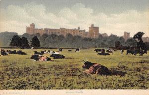 BR78464 windosr castle cow vache   uk