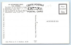 Bonaventure Island PERCE Gannet Birds CANADA Postcard