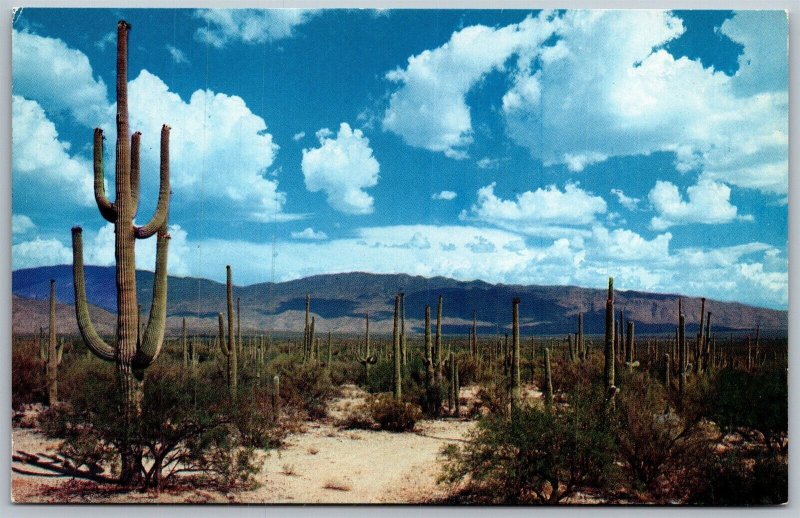 Vtg Arizona AZ Road Through Saguaros Desert Cactus Scene View Postcard