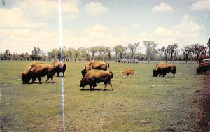 Buffalo in Assiniboine Park Winnipeg, Manitoba Buffalo 1966 Ink Stamp 