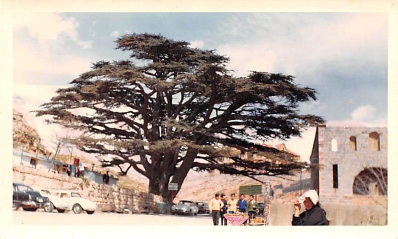 Elevation 8,000 Feet Cedars, Lebanon , Carte Postale writing on back 