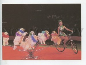 459489 USSR 1986 year circus arena cyclist with dogs Marina Lapiado postcard