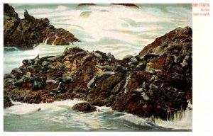 California San Francisco Seals on Seal Rocks