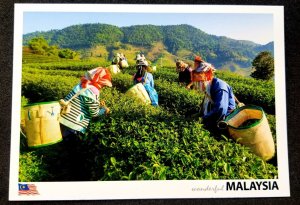 [AG] P226 Malaysia Pahang Sungai Palas Tea Plantation Tourism (postcard) *New