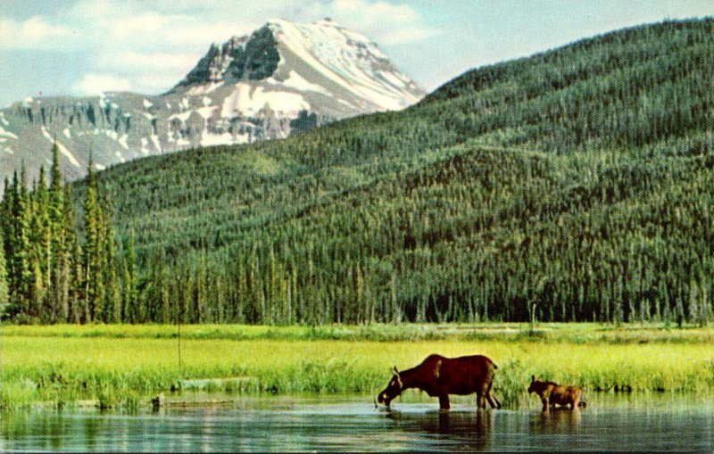 Canada Canadian Rockies Moose and Calf