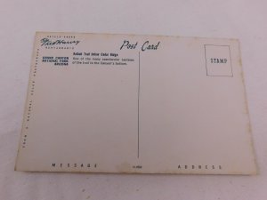 Kaibab Trail Cedar Ridge Grand Canyon, Arizona, Fred Harvey Vintage Postcard P28