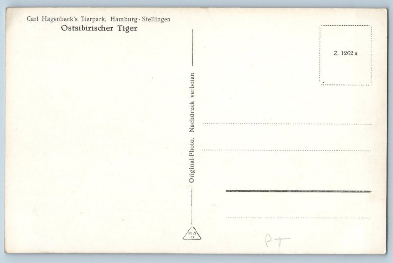 Germany Postcard East Siberian Tiger Carl Hagenbecks Tierpark c1930's RPPC Photo