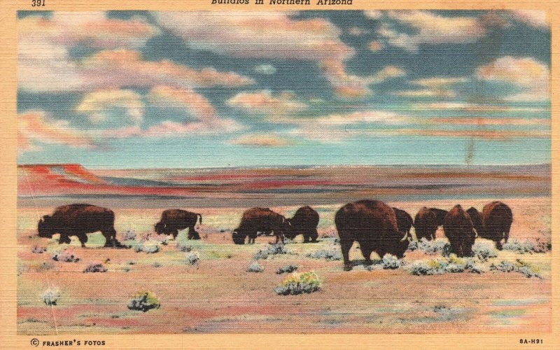 Vintage Postcard Buffalos In Northern Arizona House Rock Valley Grand Canyon AZ