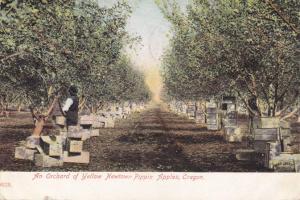 Apple Orchard - Yellow Newtown Pippin Apples Near Salem Oregon - pm 1911