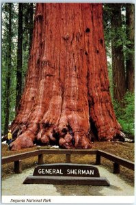 Postcard - General Sherman Tree, Sequoia National Park - California
