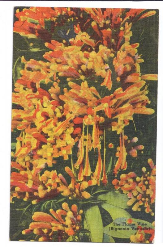 Flame Vine Florida FL Vintage Tichnor Linen Postcard Flower