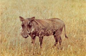 BR100658 wild boar kenya  animal animaux   africa