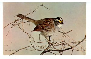Birds - White-Throated Sparrow