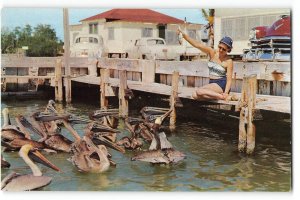 Woman Feeding Pelicans Florida Keys Vacationist 1950s Chrome Vintage Postcard
