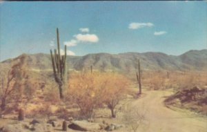 Cactus Desert Roadway Winding Through Cactus and Sagebrush