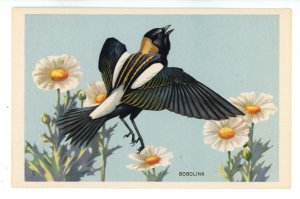 Birds - Bobolink