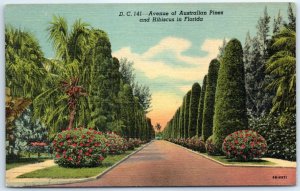 M-42352 Avenue of Australian Pines and Hibiscus in Florida