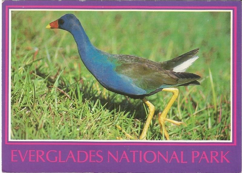 Purple Gallinule Royal Palm Everglades National Park Michael H. Francis Postcard