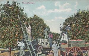 Picking Oranges In California