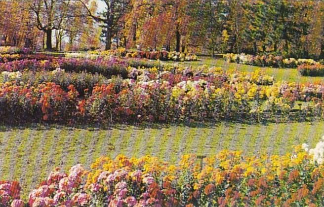 Ohio Mansfield Kingwood Center Chrysanthemum Flower Display