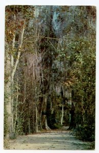 Postcard Nature's Giant Fish Bowl Homosassa Springs Florida Standard View Card