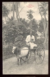 Ceylon Native Racing Cart Ethnic Vintage Postcard    FRESH