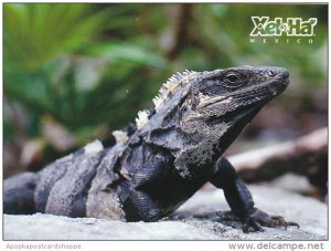 Iguana Ctenosaura Similis Mexico