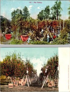 2~Vintage Agriculture Postcards  HOP PICKING & APPLE ORCHARD  Men On Ladders