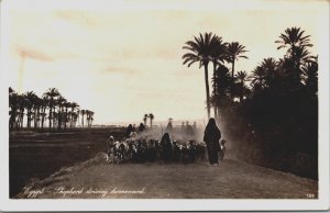 Egypt Shepherd Driving Homeward Vintage RPPC C084