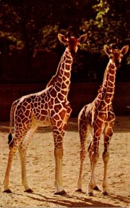 Illinois Chicago Brookfield Zoo Giraffes