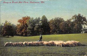 Sheep, Druid Hill Park Baltimore, Maryland MD Postcards