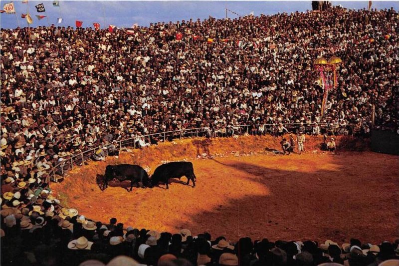 Japan   Two Bulls  Fighting in arena