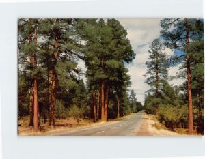 B-210752 Largest Ponderosa Pineway Forest Arizona USA